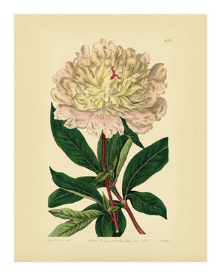 Framed Art Botanical Series 630 10 x 8