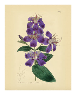 Framed Art Botanical Series 664 10 x 8