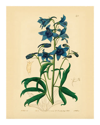 Framed Art Botanical Series 473 10 x 8