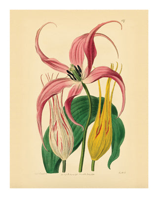 Botanical Series 127 Wall Art | 10 x 8 Fine Art Print