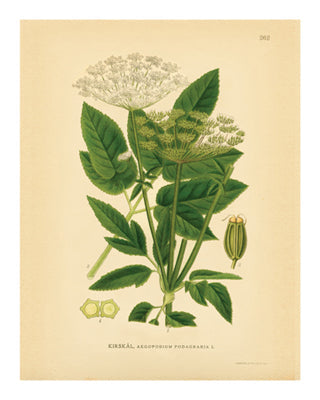 Framed Art Botanical Series 262 10 x 8