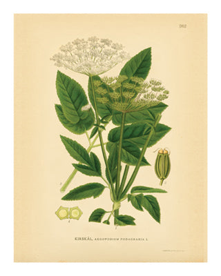 Botanical Series 262 Wall Art | 10 x 8 Fine Art Print