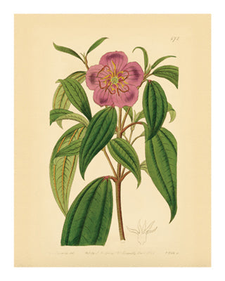 Framed Art Botanical Series 672 10 x 8