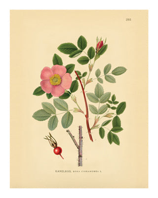 Framed Art Botanical Series 293 10 x 8