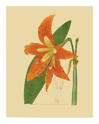 Framed Art Botanical Series 226 10 x 8