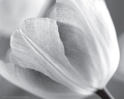 Tulip I by Dennis Frates | 8 x 10 Fine Art Print