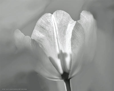 Tulip II by Dennis Frates | 8 x 10 Fine Art Print