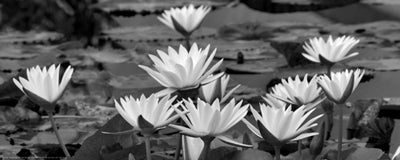 White Innocence Water by Dennis Frates | 8 x 20 Fine Art Print