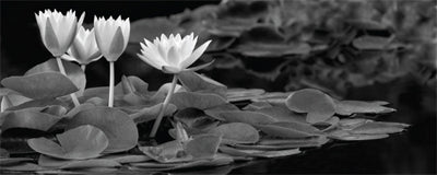 Hughes Water Garden by Dennis Frates | 8 x 20 Fine Art Print