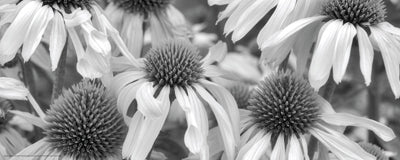 Echinacea Sunrise by Dennis Frates | 8 x 20 Fine Art Print
