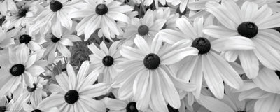 Black Eyed Susans by Dennis Frates | 8 x 20 Fine Art Print