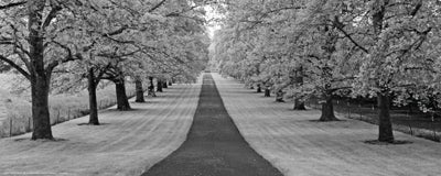 Maple Lined Road by Dennis Frates | 8 x 20 Fine Art Print