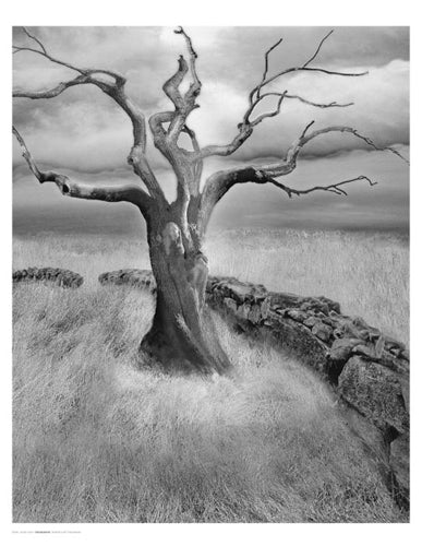 The Meadow by Ellen Fisch | 22 x 17 Fine Art Print