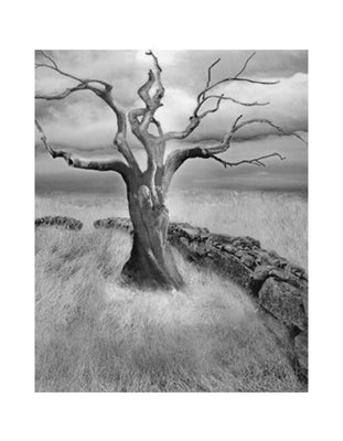 Framed Art The Meadow by Ellen Fisch | 18 x 14
