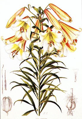 Lilium Centifolium by Lilian Snelling | 20 x 14 Fine Art Print