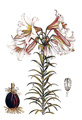 Lilium Regale by Lilian Snelling | 20 x 14 Fine Art Print