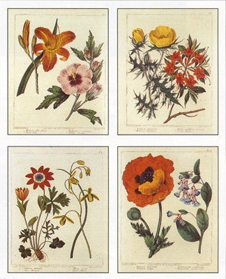 Botanical, 4 Up by Edwards | 22 x 18 Fine Art Print