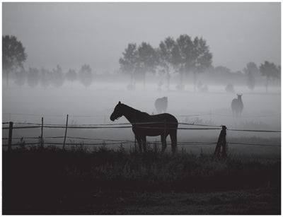 Grazing in the Mist Wall Art | 14 x 18 1/4 Fine Art Print