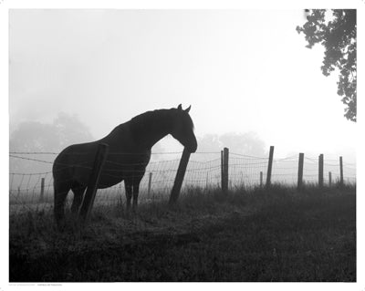 Morning Pasture Wall Art | 11 1/2 x 14 1/2 Fine Art Print