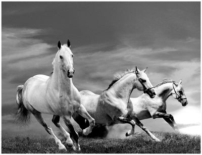 White Stallions Wall Art | 14 x 18 1/4 Fine Art Print
