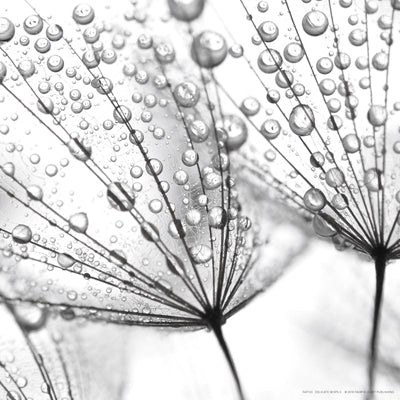 Delicate Wisps II Wall Art | 12 x 12 Fine Art Print