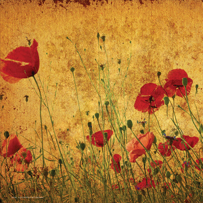 Field of Poppies Wall Art | 12 x 12 Fine Art Print