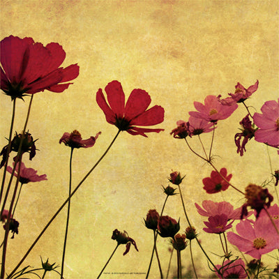 Framed Art Country Poppies 12 x 12