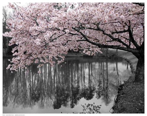 Framed Art Violet Reflections II 11 1/2 x 14 1/2