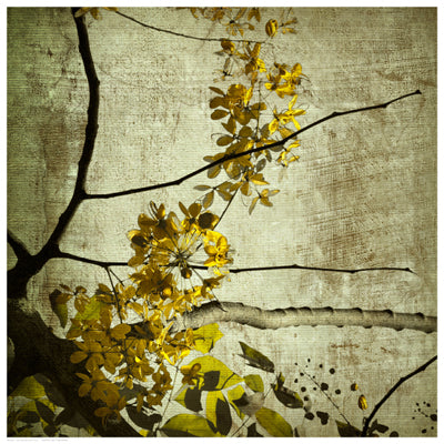 Yellow Kerala Blossoms Wall Art | 16 1/2 x 16 1/2 Fine Art Print
