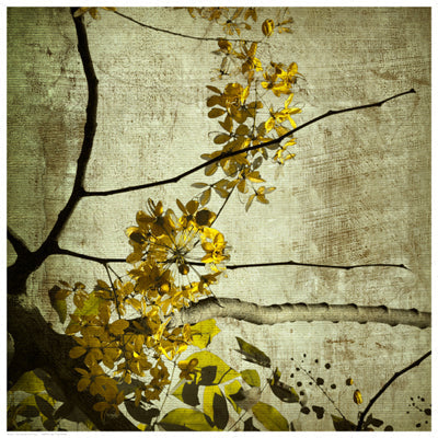 Framed Art Yellow Kerala Blossoms 16 1/2 x 16 1/2
