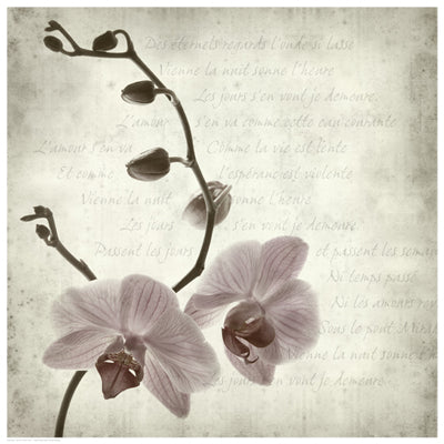 Retro Orchid Wall Art | 16 1/2 x 16 1/2 Fine Art Print