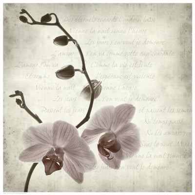 Framed Art Retro Orchid 16 1/2 x 16 1/2