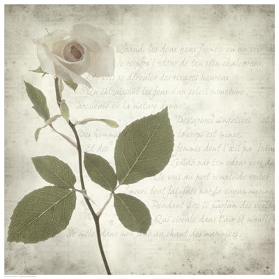 Retro Rose Wall Art | 16 1/2 x 16 1/2 Fine Art Print