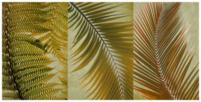 Palm Trio I Wall Art | 12 1/2 x 24 1/2 Fine Art Print