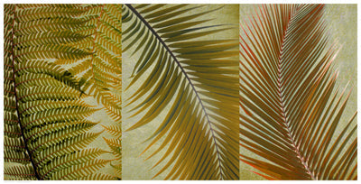 Framed Art Palm Trio I 12 1/2 x 24 1/2