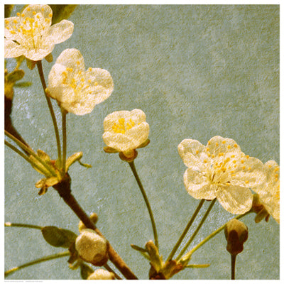 Blossoming Branch Wall Art | 16 1/2 x 16 1/2 Fine Art Print