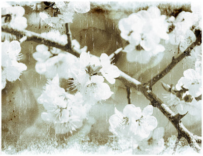 Framed Art White Blossoms in Sepia 14 x 18 1/4