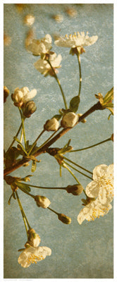 Framed Art Bloom in Spring I 20 1/2 x 8 1/2