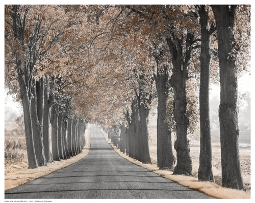 Road Through Tree Alley Wall Art | 11 ½ x 14 ½ Fine Art Print
