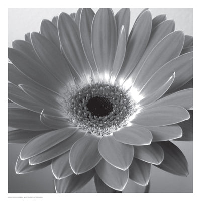 Glowing Gerbera Wall Art | 13 x 13 Fine Art Print