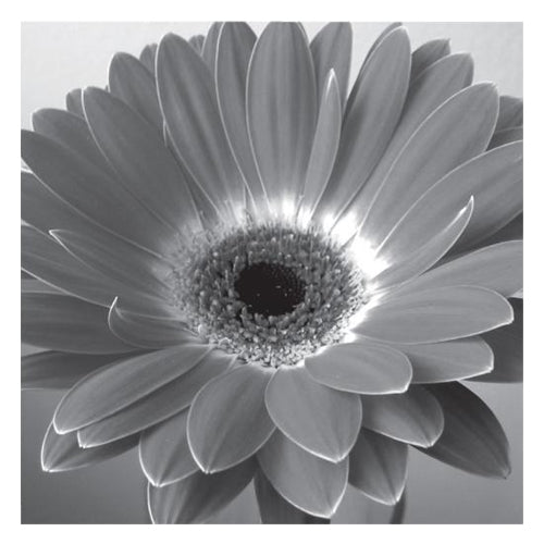 Glowing Gerbera Wall Art | 6 ½ x 6 ½ Fine Art Print