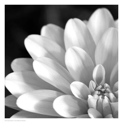 Framed Art Radiating Petals 13 x 13