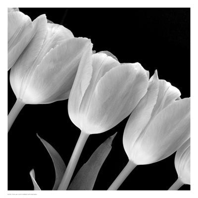Framed Art Tulip Line 13 x 13
