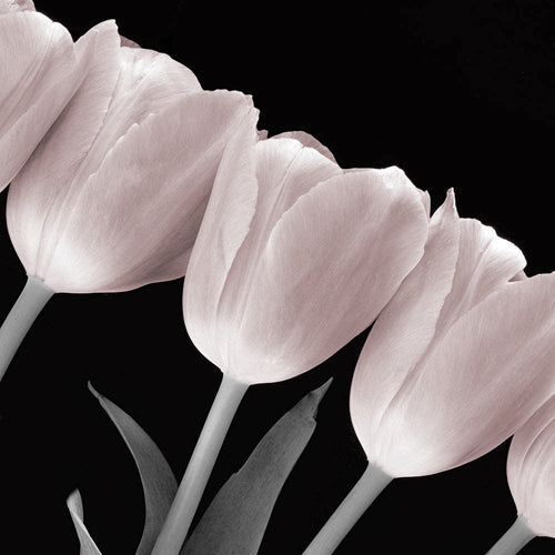 Framed Art Tulip Line (Tinted) 8 x 8