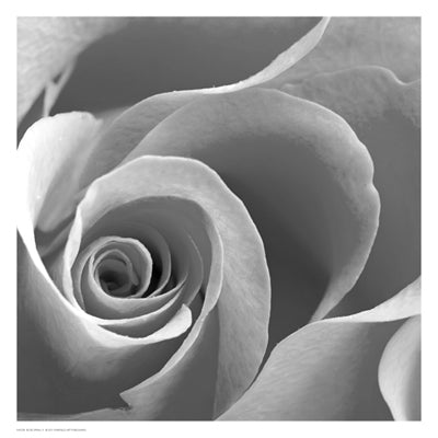 Rose Spiral II Wall Art | 13 x 13 Fine Art Print