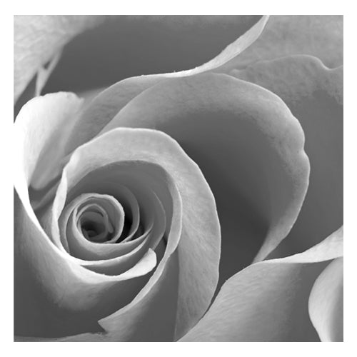 Rose Spiral II Wall Art | 6 ½ x 6 ½ Fine Art Print