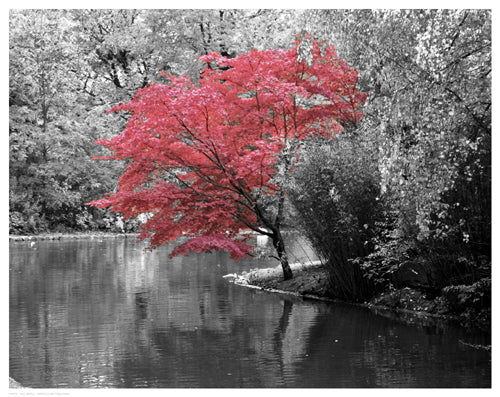 Fall Maple Wall Art | 11 1/2 x 14 1/2 Fine Art Print