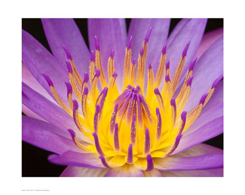 Violet Lotus Wall Art | 13 ½ x 17 Fine Art Print