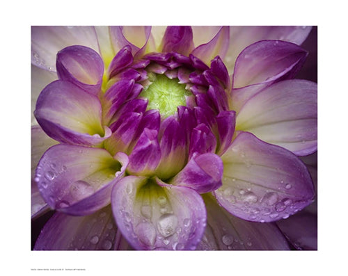 Dahlia Close Up by Dennis Frates | 13 ½ x 17 Fine Art Print