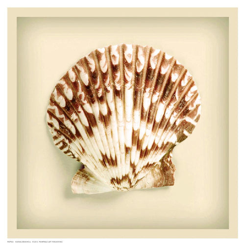 Radial Seashell Wall Art | 8 1/2 x 8 1/2 Fine Art Print